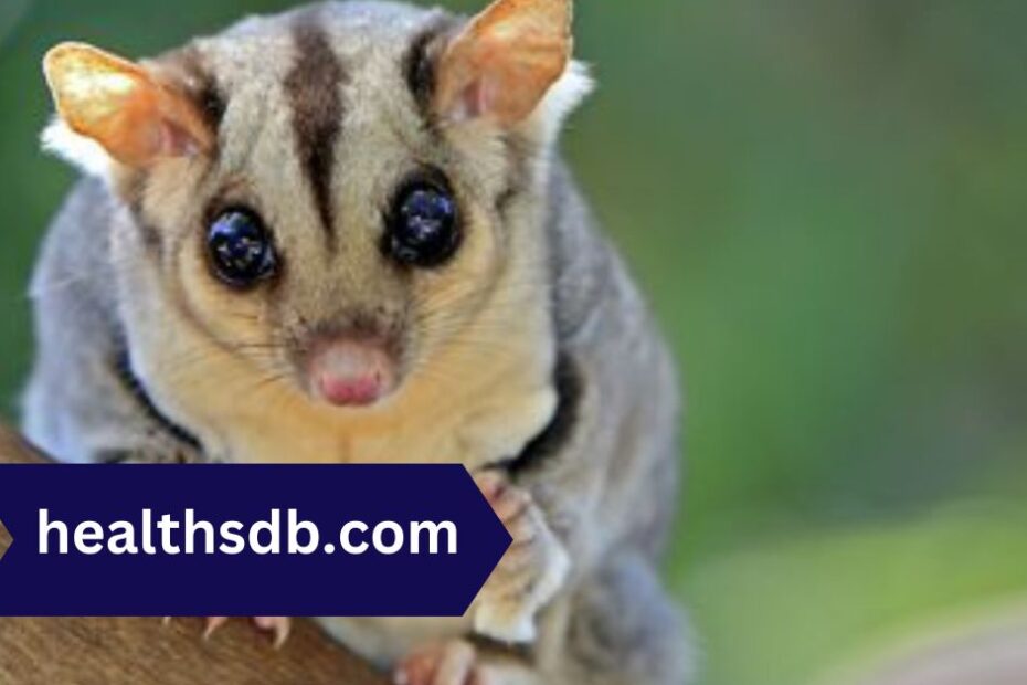 BML Diet for Sugar Gliders